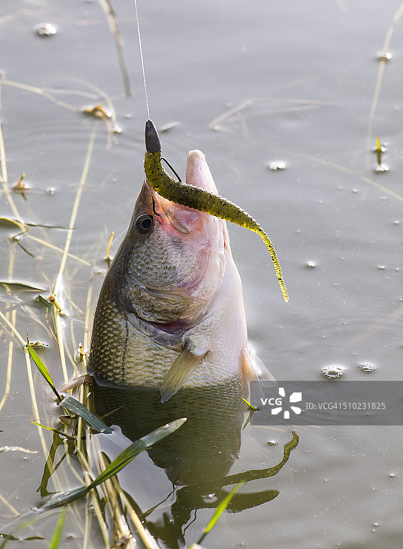 带有鱼钩和蠕虫图案的黑色鲈鱼乙烯基贴纸图片素材