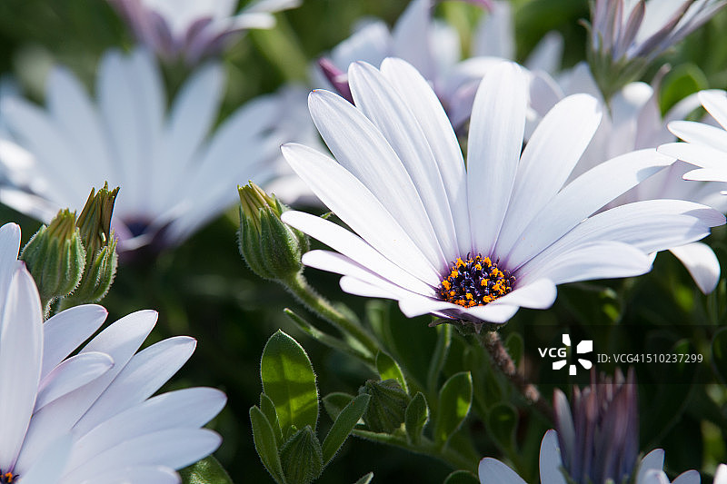 白色非洲万寿菊图片素材