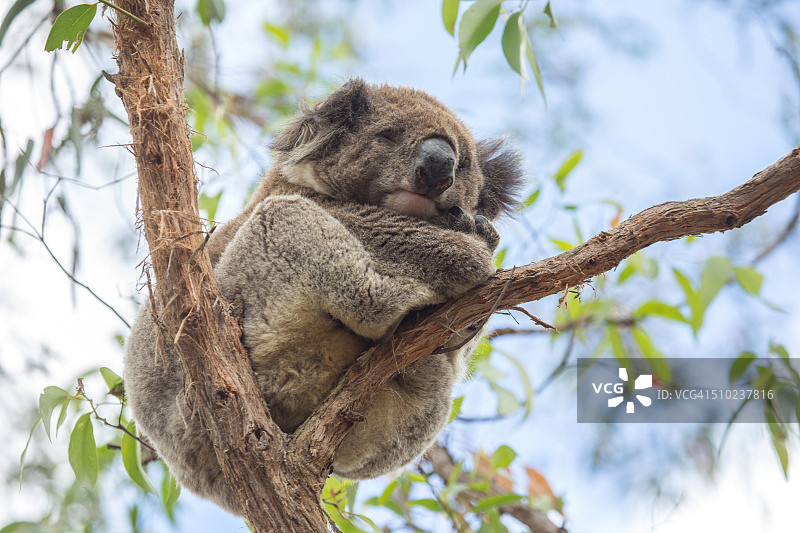 特写：考拉在澳大利亚桉树上睡觉图片素材