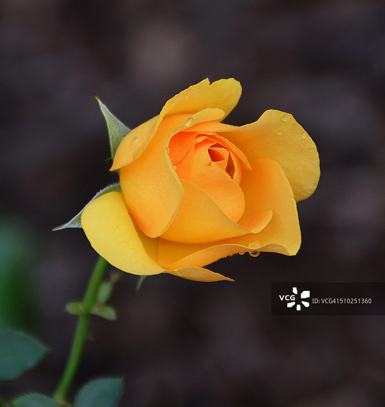 黄色玫瑰和水珍珠图片素材