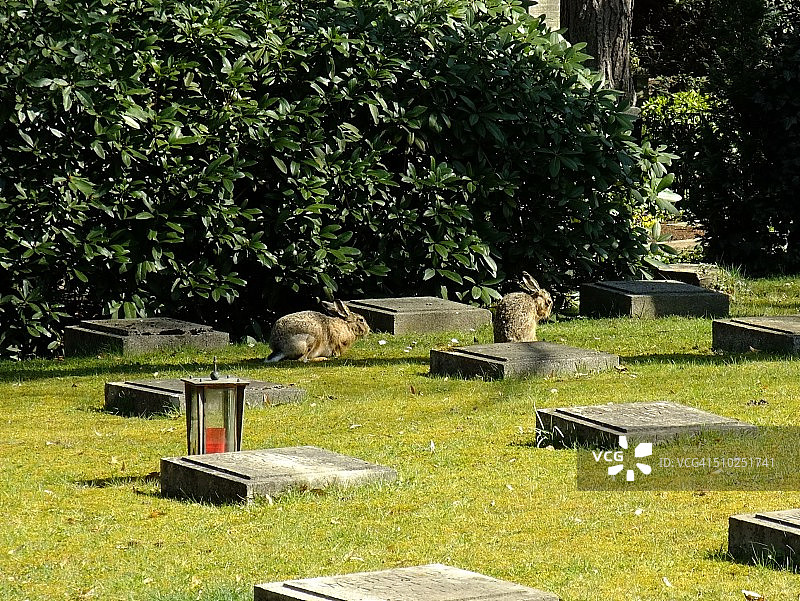 欧洲野兔图片素材