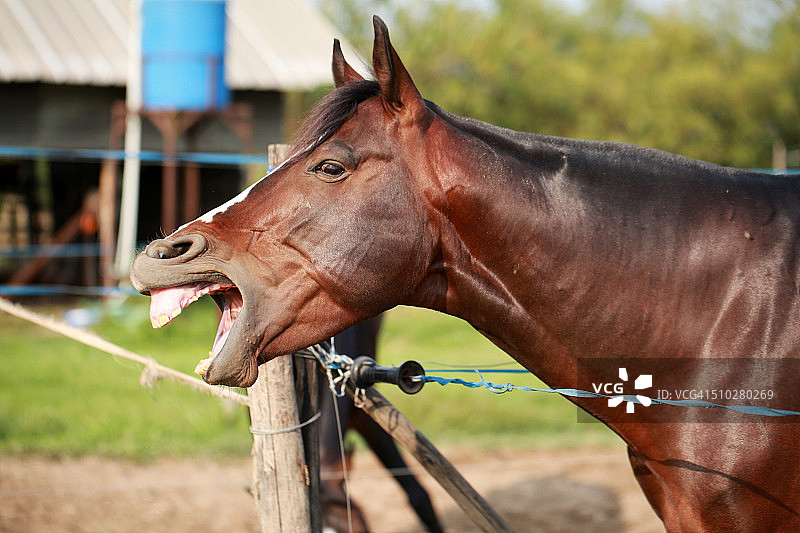打哈欠的棕色赛马（西贡）图片素材
