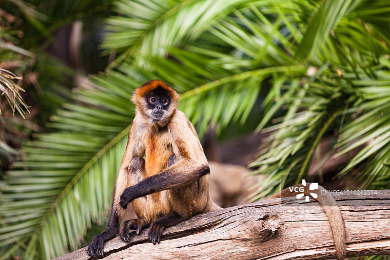 蜘蛛猴图片素材
