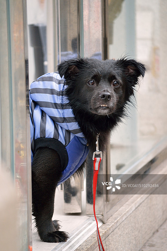 穿着蓝色雨衣的黑狗图片素材