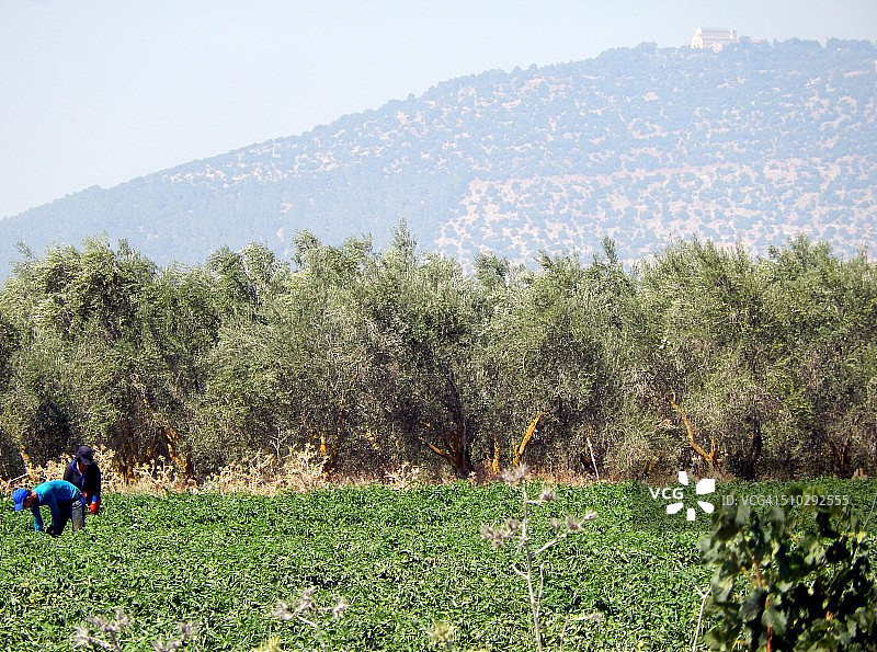在塔博山脚下的田野里劳作图片素材