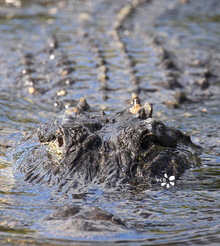 沼泽鳄鱼图片素材