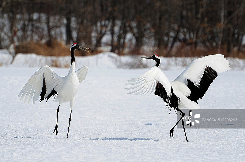 丹顶鹤图片素材