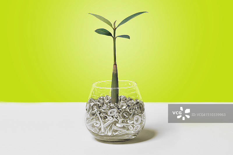 矾根植物与许多螺丝和谐共处图片素材