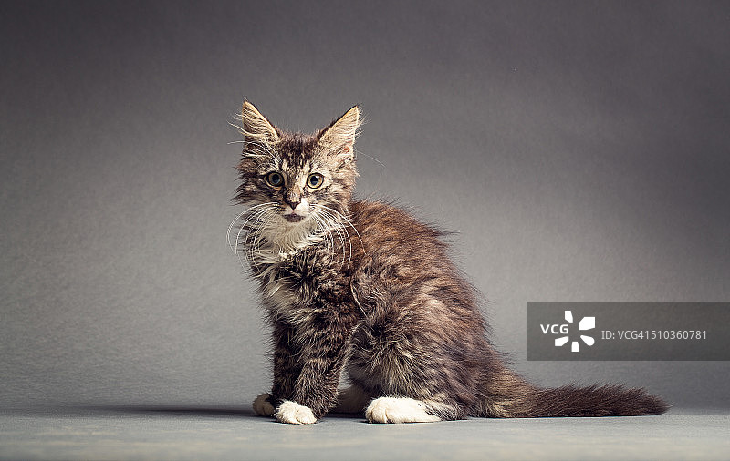 流浪小猫的影棚肖像图片素材