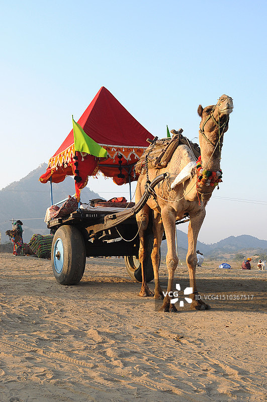 骆驼车图片素材