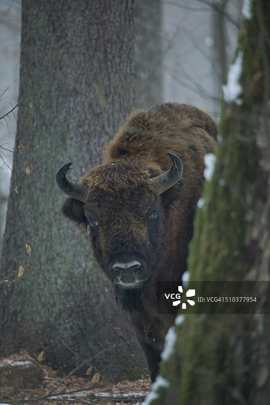 欧洲野牛图片素材
