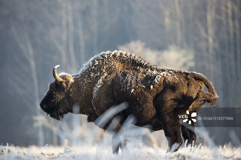 欧洲野牛图片素材
