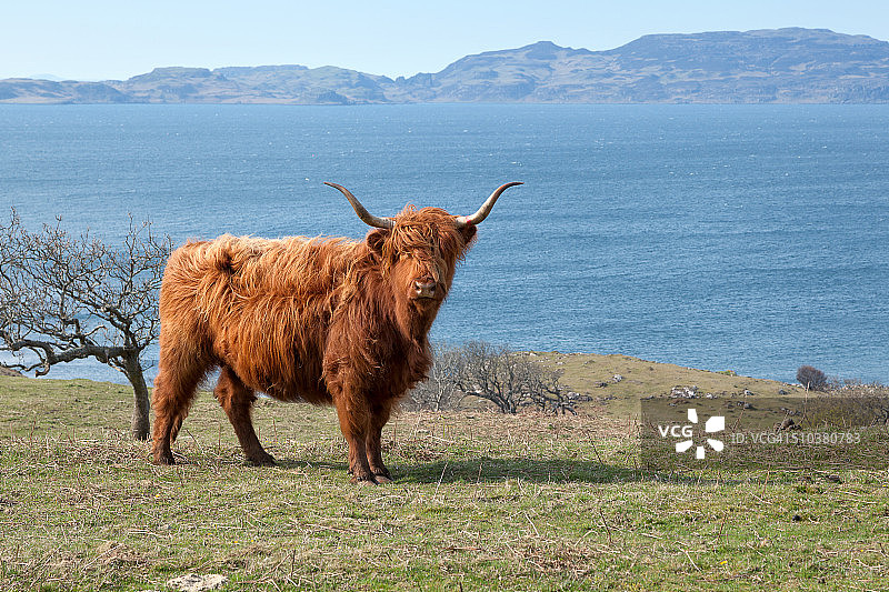 海边高地牛图片素材