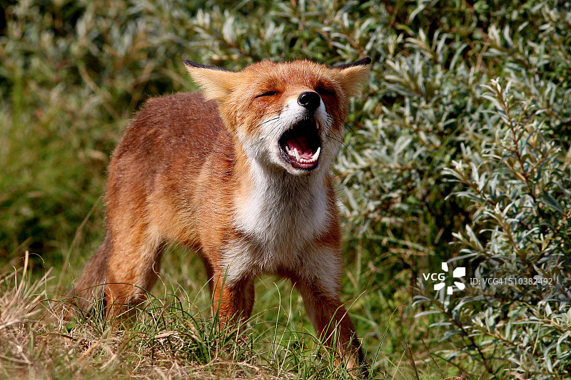 嚎叫的红狐图片素材