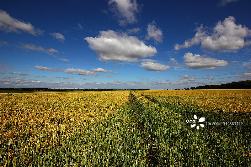 金色丰收图片素材