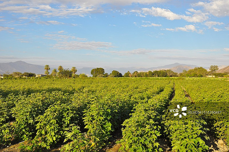 秘鲁纳斯卡土豆种植园图片素材