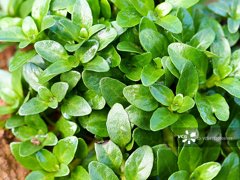 胡薄荷图片素材