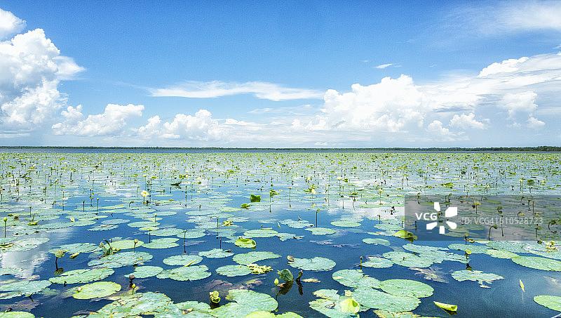 佛罗里达大沼泽地伊莫卡利图片素材