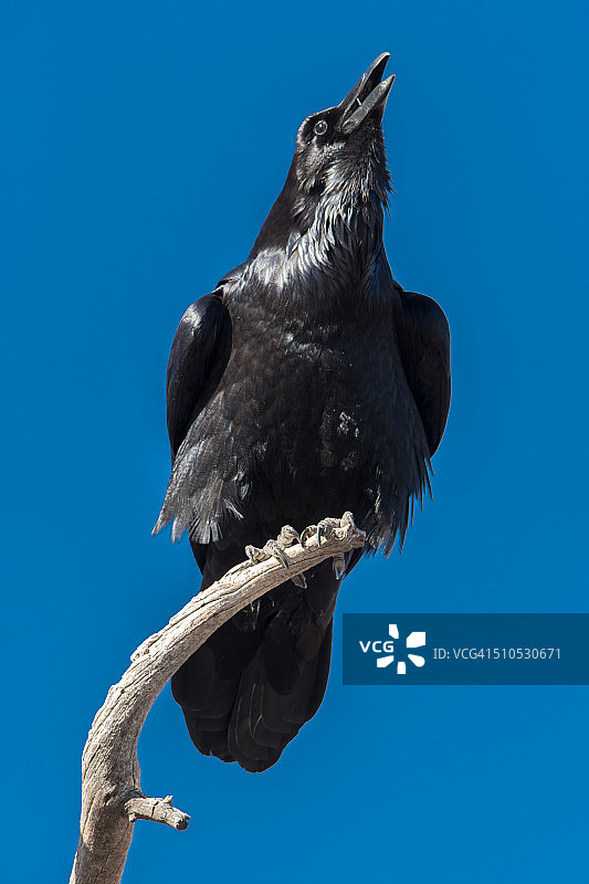 栖息在树枝上的黑色乌鸦图片素材
