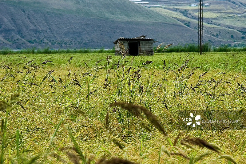 稻田图片素材