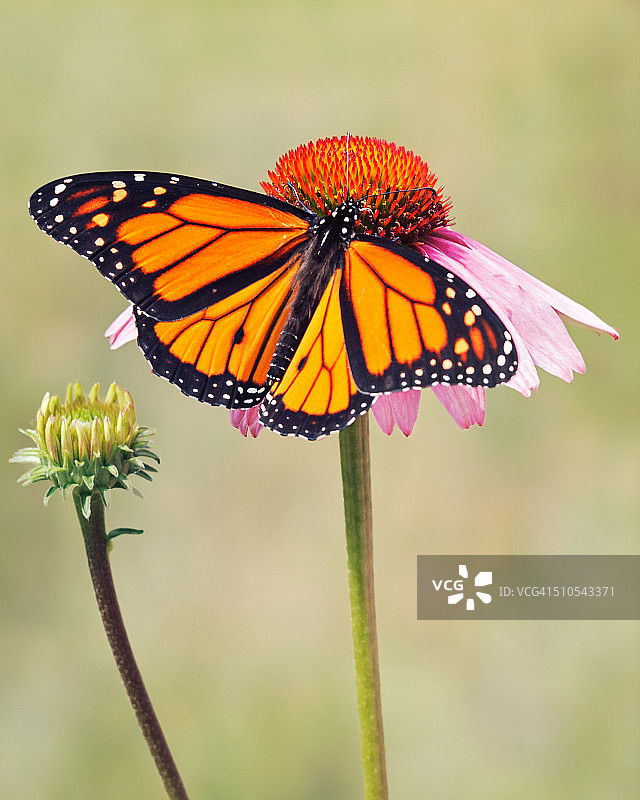 帝王蝶的翅膀图片素材