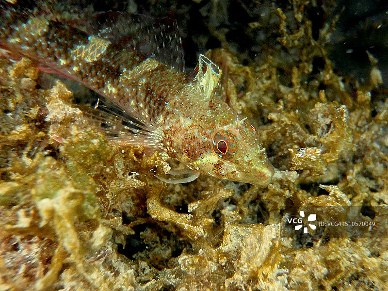 黑面鳚图片素材