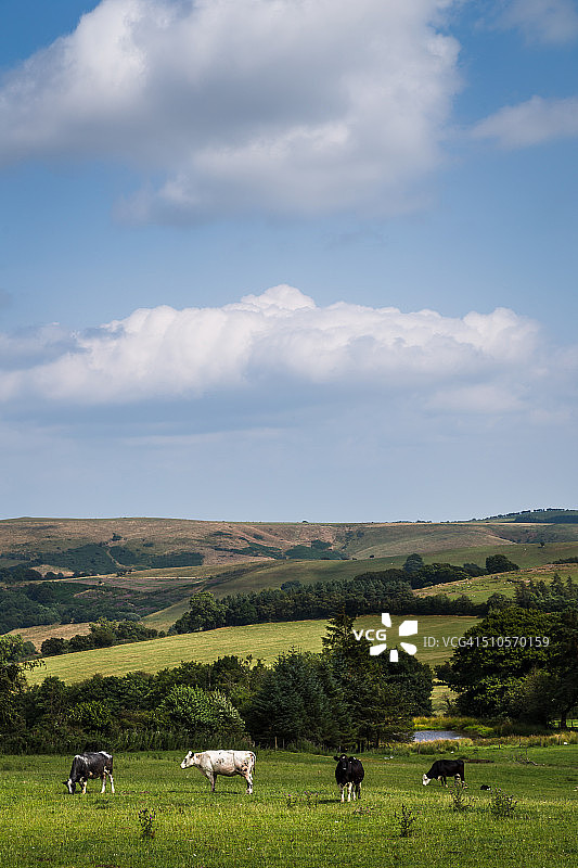 在Stiperstones山上吃草的牛图片素材