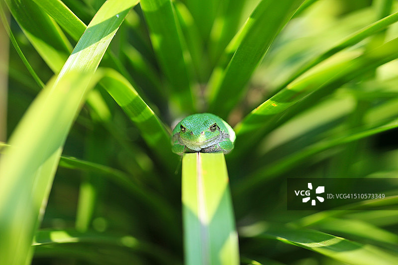 科佩灰树蛙图片素材