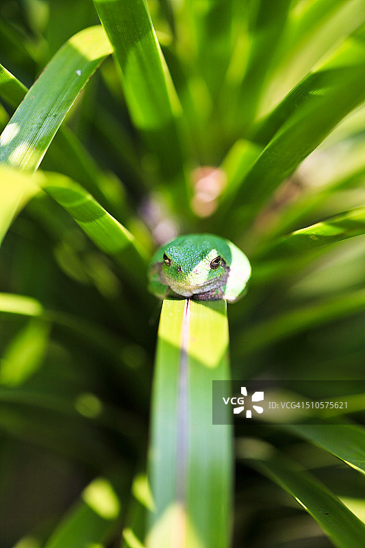 科佩灰树蛙图片素材