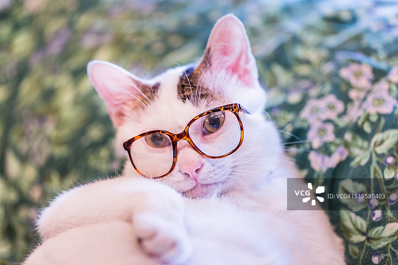 可爱的猫图片素材