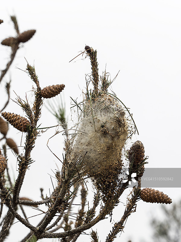 松树毛虫树上的巢穴图片素材