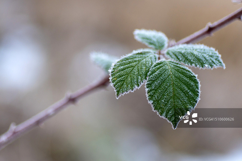 冰冻的叶子图片素材