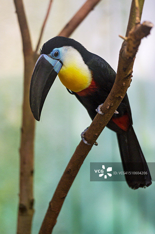 栖息在树枝上的巨嘴鸟图片素材