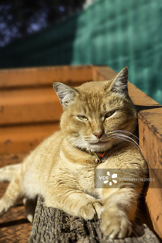 日光浴图片素材