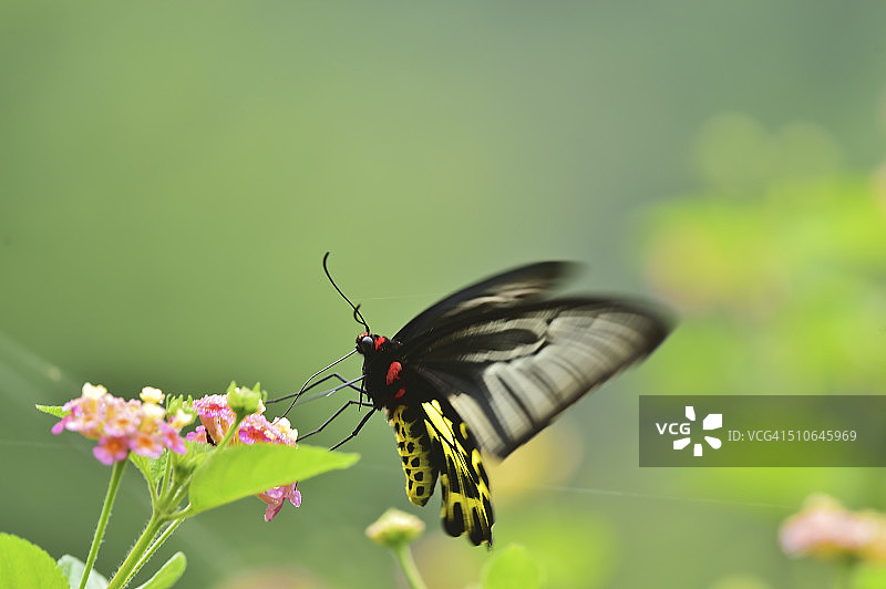 台湾裳凤蝶图片素材