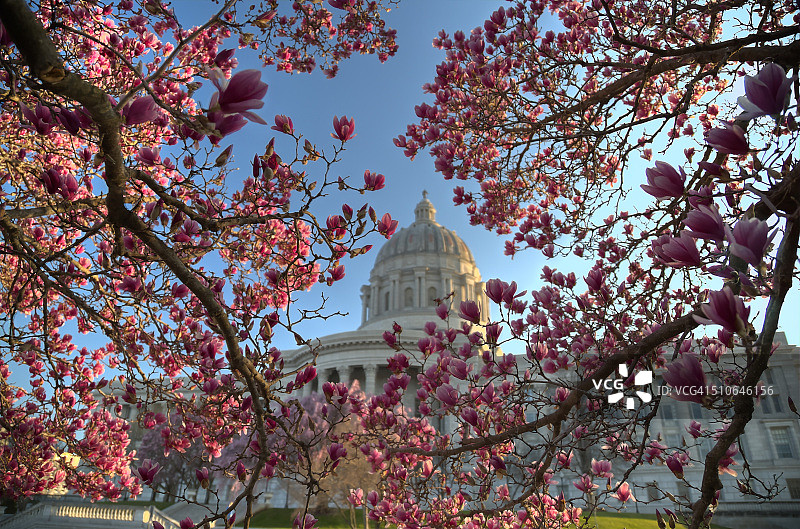 密苏里州议会大厦的郁金香树图片素材