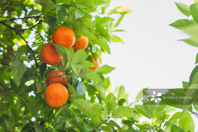 树上的橙子图片素材