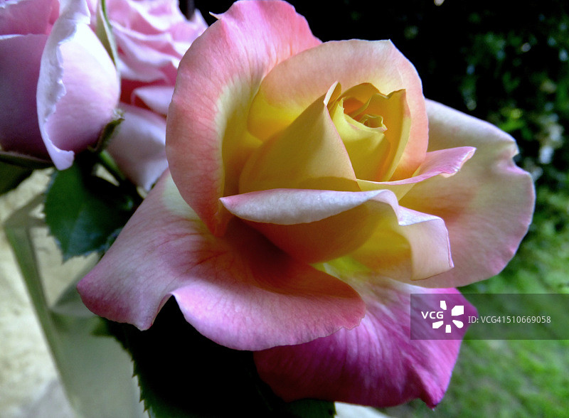 罗莎普尔曼东方快车，白和平品种图片素材