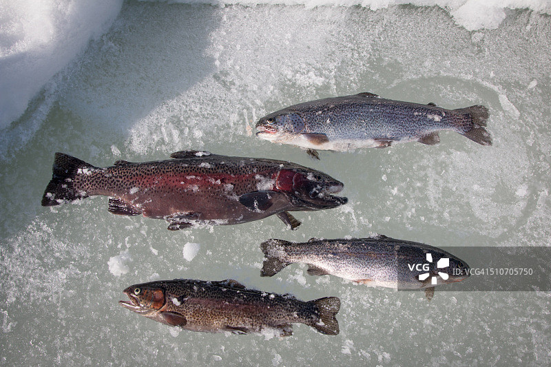 冰上的新鲜捕获鳟鱼图片素材