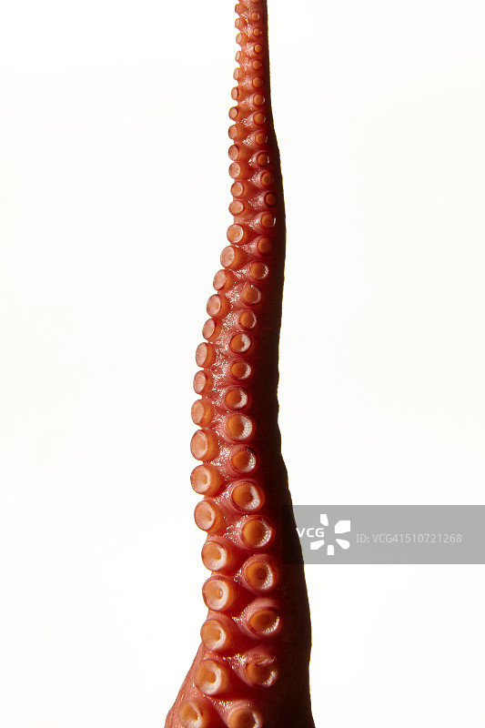 章鱼触须刺身图片素材