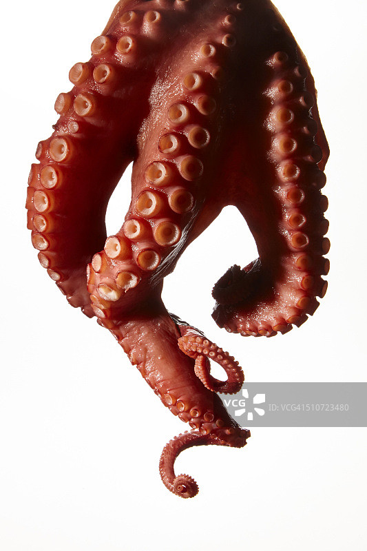 章鱼刺身图片素材