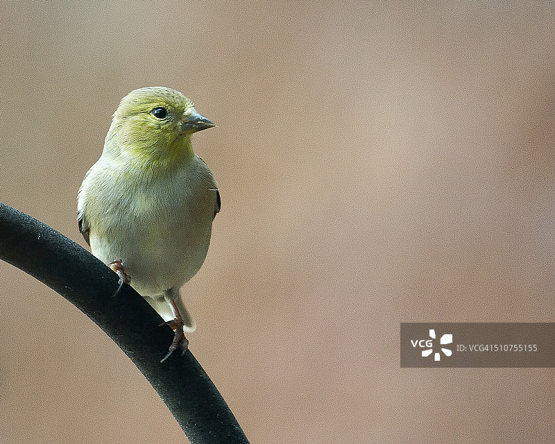 寻找食物的黄色金丝雀图片素材