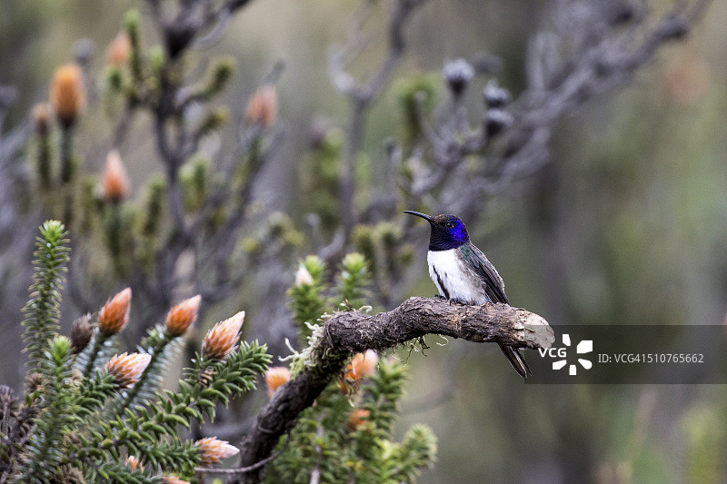 厄瓜多尔山星蜂鸟图片素材