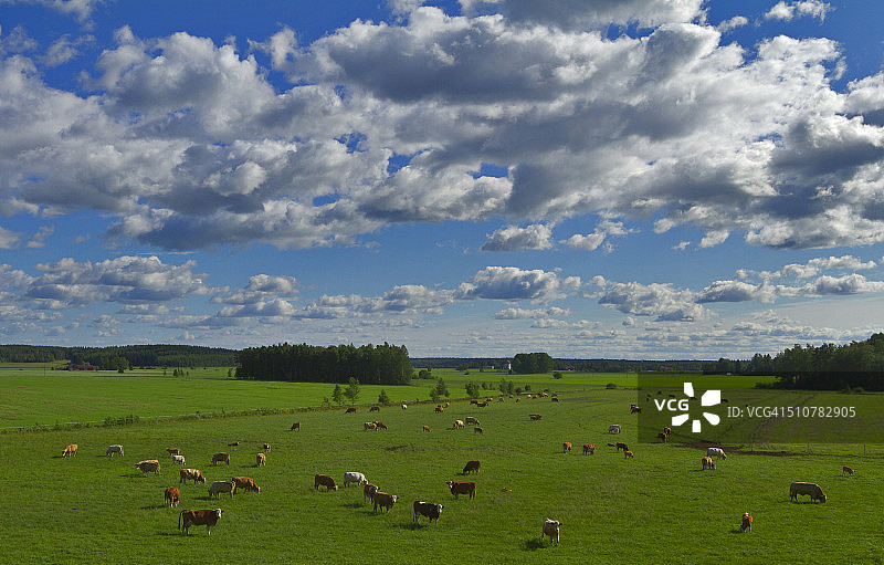 牛与云图片素材