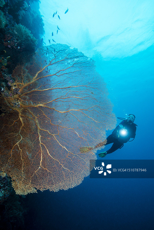 帕劳-密克罗尼西亚潜水图片素材