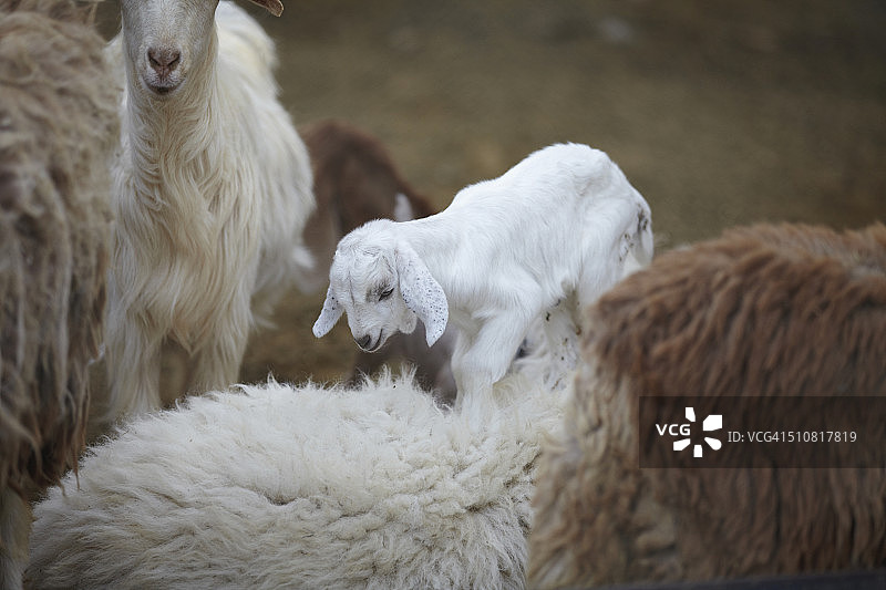 山羊和山羊宝宝，伊卜里，阿扎希拉，阿曼，中东图片素材