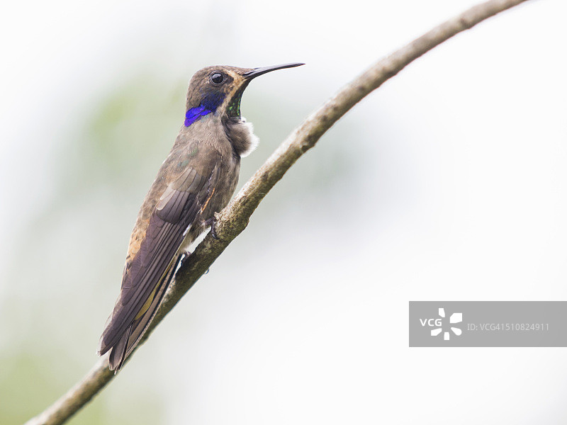 蜂鸟，哥伦比亚马格达莱纳明卡图片素材