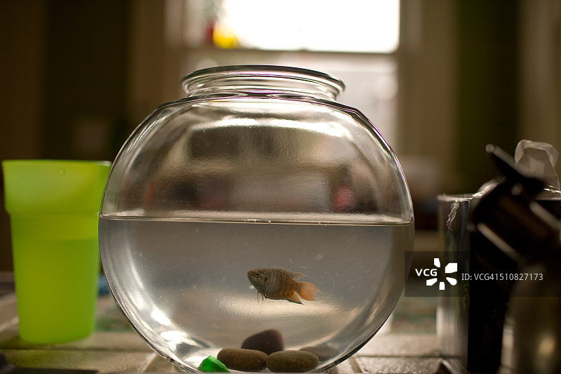 金鱼缸里的鱼图片素材