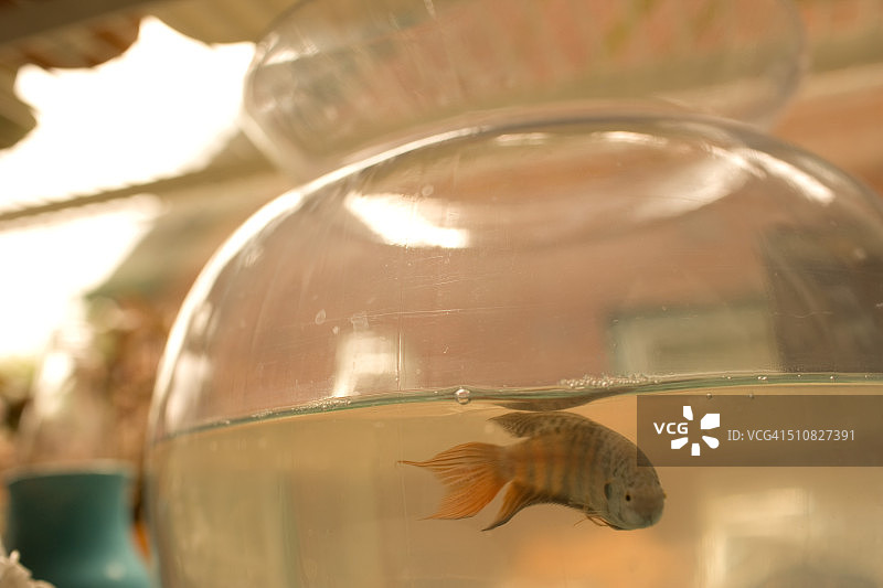 金鱼缸里的鱼图片素材