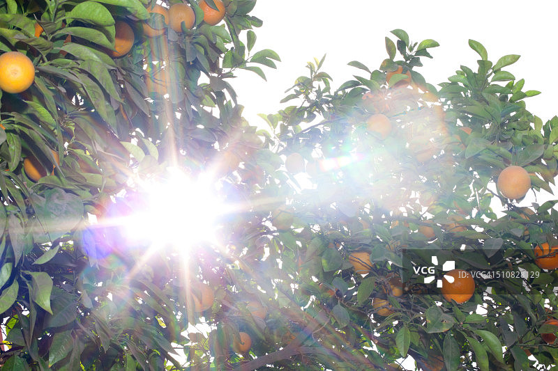 树上生长的新鲜橙子图片素材